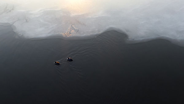 Miért vonzóbb a Maros a vízimadarak számára télvíz idején?