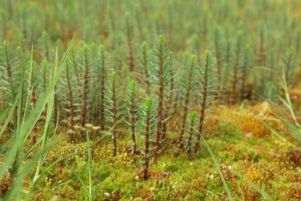 A közönséges vizilófark nem is olyan közönséges