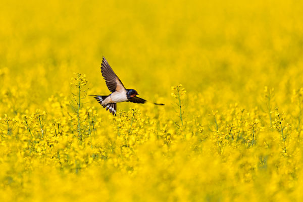A sóstói juhhodályokban már költenek a füsti fecskék