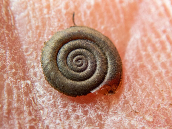 Apró fillércsiga a Rádói-berekben