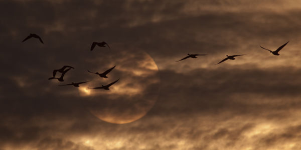 A madarak útra kelnek, javában zajlik az őszi vonulás