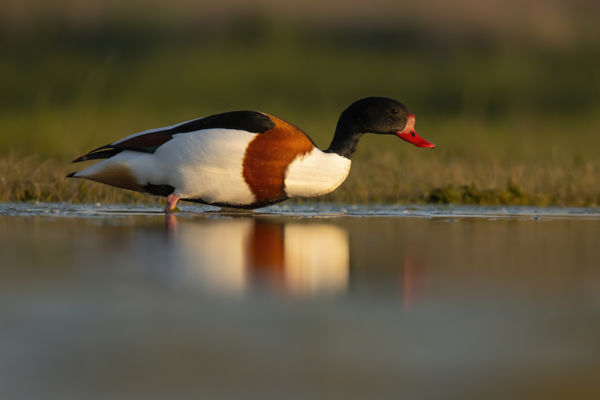 Meglepő: a bütykös ásóludak fiókái már egyhetesen is képesek ellátni magukat