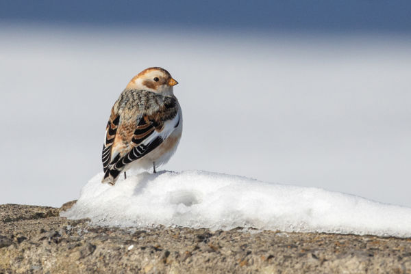 Ritka, téli énekesmadarak a Cserhátalján