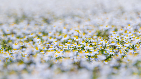 Májusi virágpompát hozott az április eleji meleg a Csanádi pusztákra