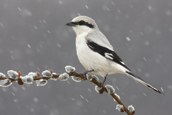 Érkeznek a téli madárvendégek a Csanádi pusztákra