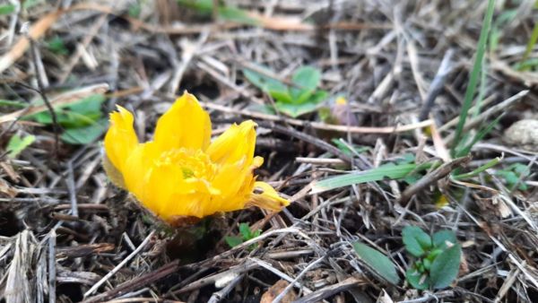 Idén is korán kezdett virágzásba a volgamenti hérics