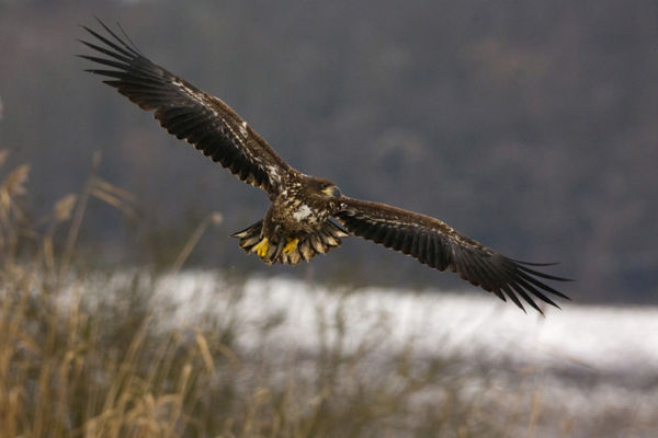 Ragadozó madarak is élhetnek jó szomszédságban