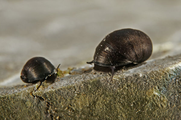 A fekete bödöncsiga