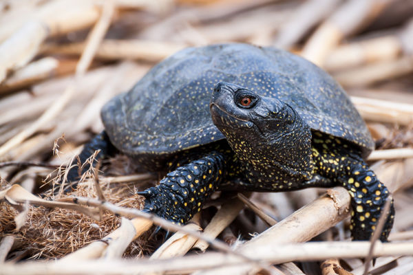 Téli hibernálódás: a kétéltűek és a hüllők mozdulatlanok, de nem alszanak