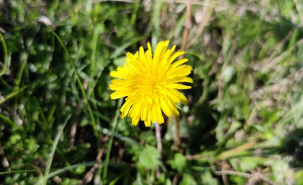 Löszpuszták aranyló őszi ritkasága: a kései pitypang