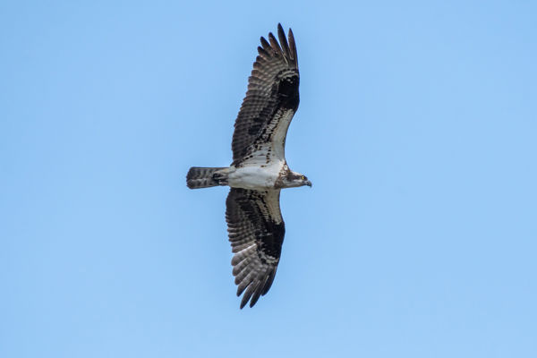 Ismét megjelent egy vonuló halászsas a Maros mentén