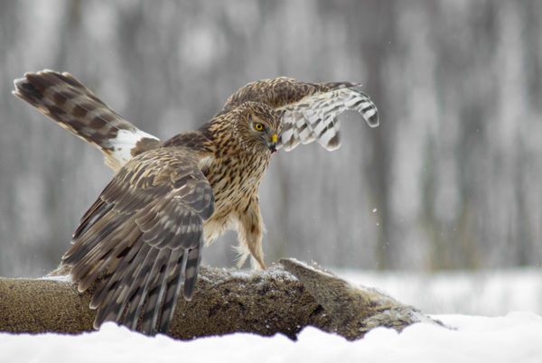 Kékes rétihéják köröznek a Lófogó-ér felett