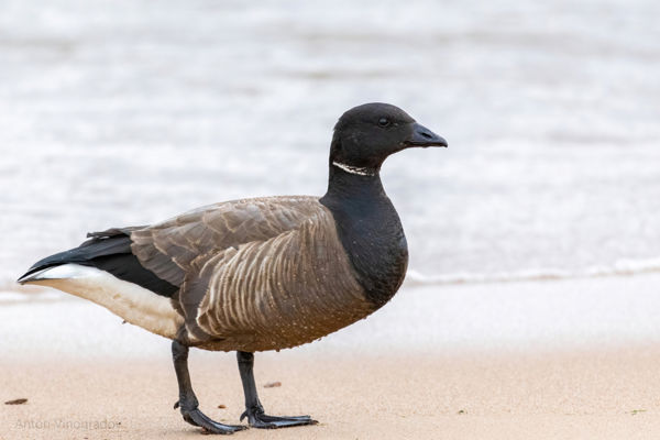 Vörösnyakú és örvös ludak is látogatják a Körös-Maros Nemzeti Park tájait