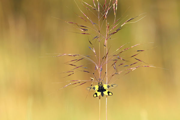Védett ízeltlábúak: keleti rablópille, tőrös szöcske, magyar tarsza