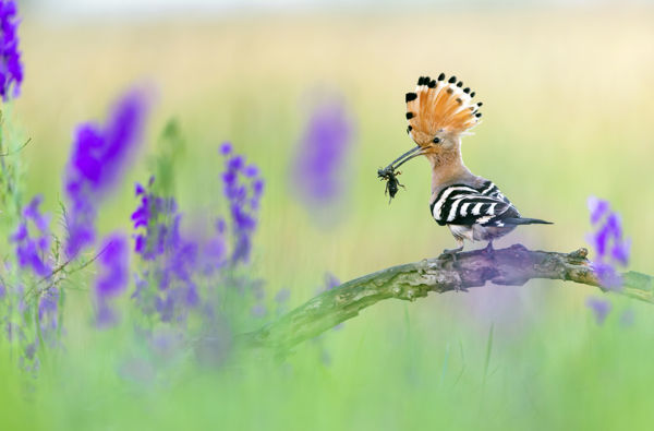 Idén is szép volt a szaporulat a búbosbankáknál