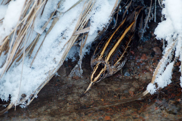 Északi vendégek: kis sárszalonkák a kardoskúti Fehér-tónál