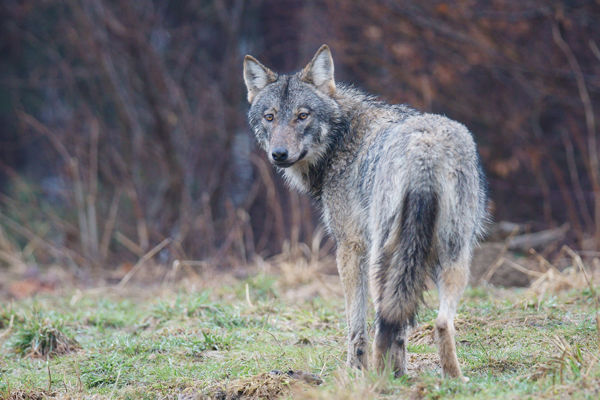 Észrevétlen vándor – farkas a rengetegben