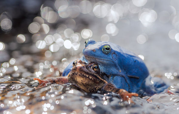 Mocsári béka-nász a Dráva mentén