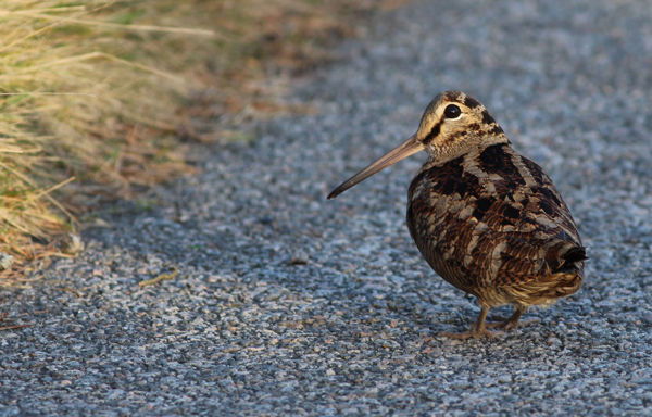 Meglepő vendég: mit keres ilyenkor a Maros-ártérben egy erdei szalonka?