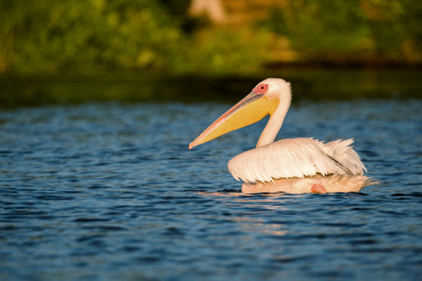 Erre járt egy pelikán! &#8211; Rózsás gödény bukkant fel a Kis-Sárréten