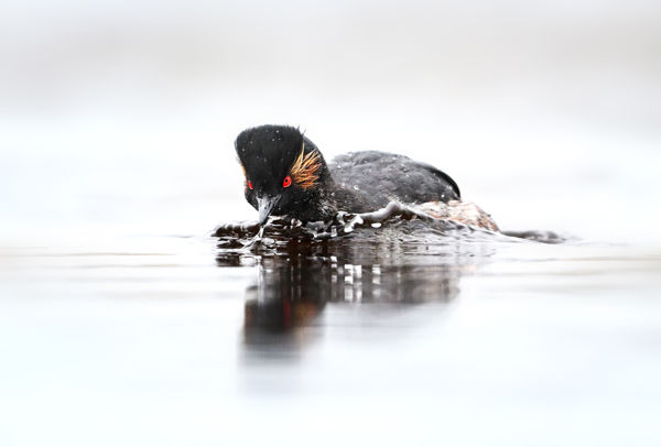 Csaknem két tucat feketenyakú vöcsök a Duna gemenci szakaszán
