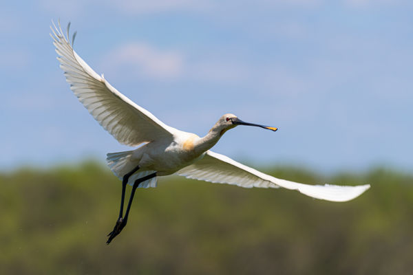 Negyed év után került elő a kanalasgém! – Ismét érkeztek adatok az „elveszett” madárról