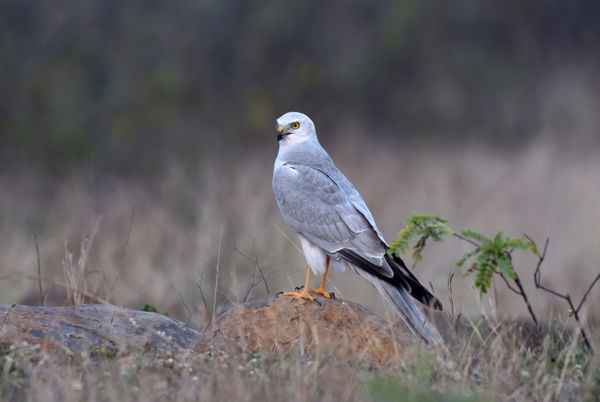 Fakó rétihéják tűntek fel a Cserebökényi puszták felett