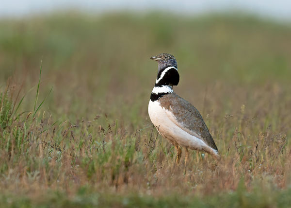 Igazi madárritkaság, egy reznek bukkant fel Kardoskúton
