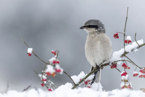 Megérkeztek Cserebökénybe az első nagy őrgébicsek