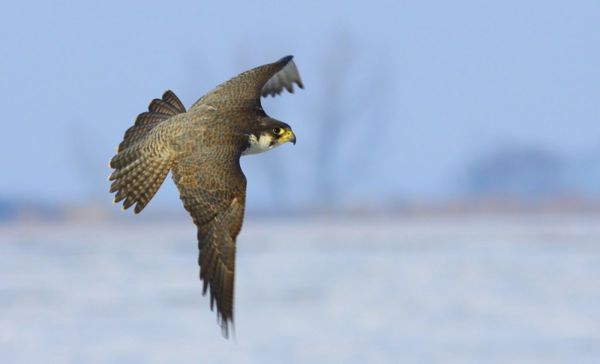 Portyázó vándorsólymok a Csanádi puszták felett