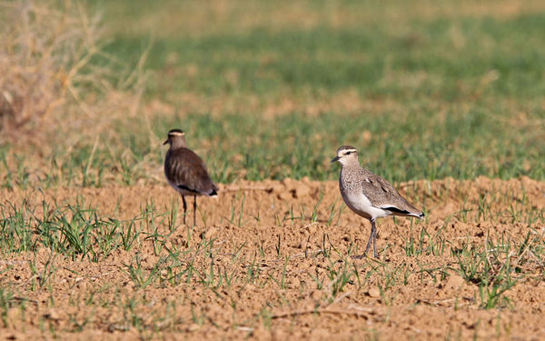 Veszélyeztetett, ritka madár bukkant fel a kardoskúti Fehér-tónál