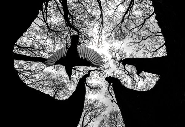 Daróczi Csaba nyerte el Az év makrofotósa címet