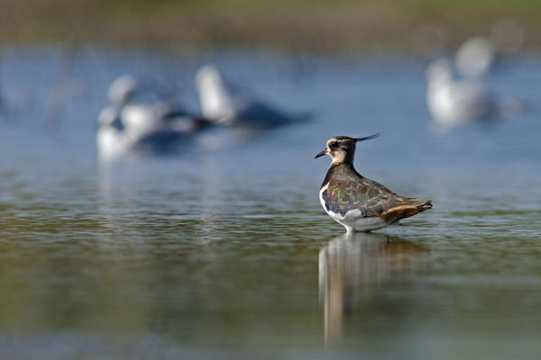 Hatezer bíbic állomásozik a kardoskúti Fehér-tónál
