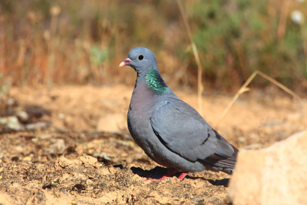 Kék galambok és fenyőrigók, a puszta téli madárseregei