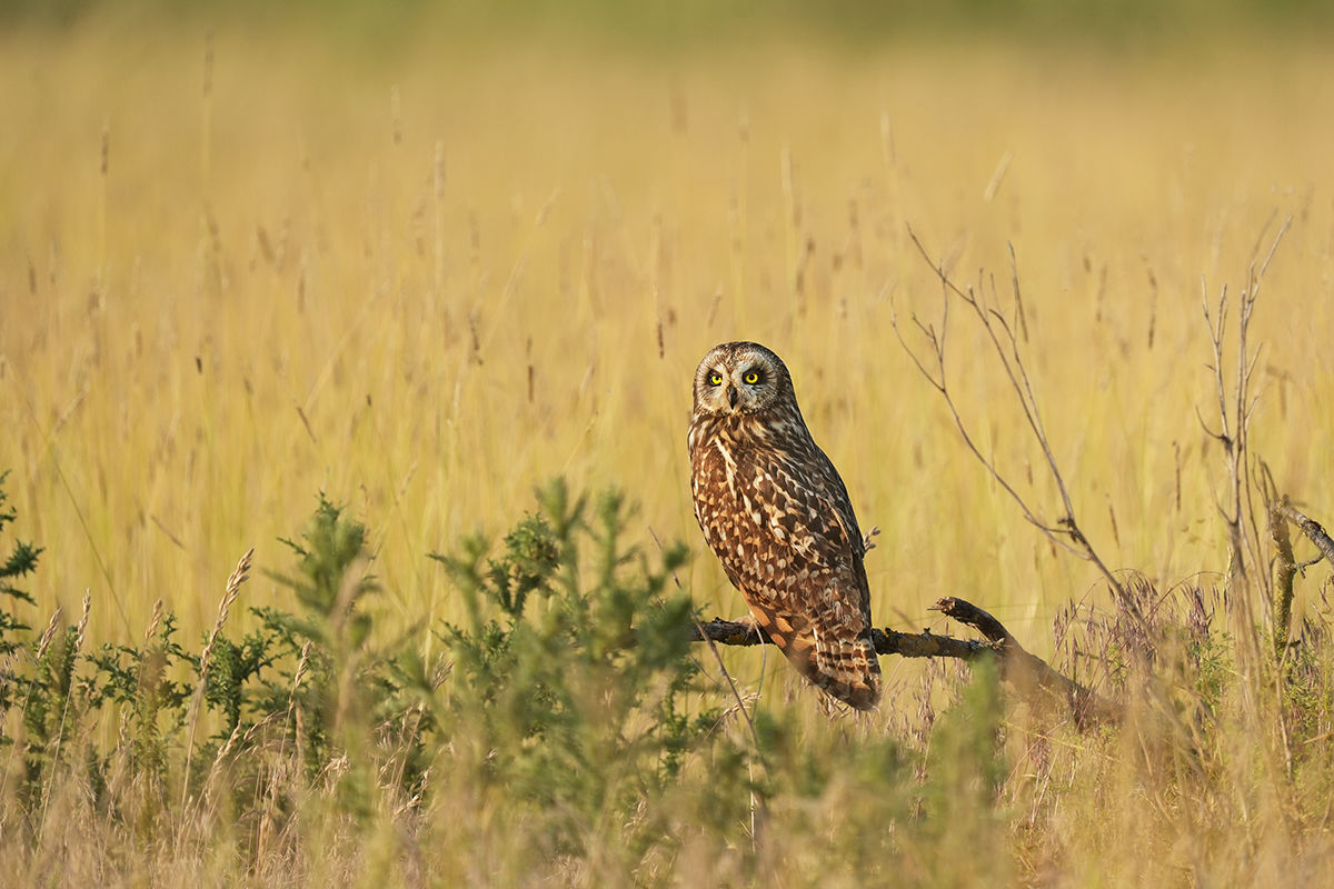 Réti fülesbaglyok a téli Cserebökényben