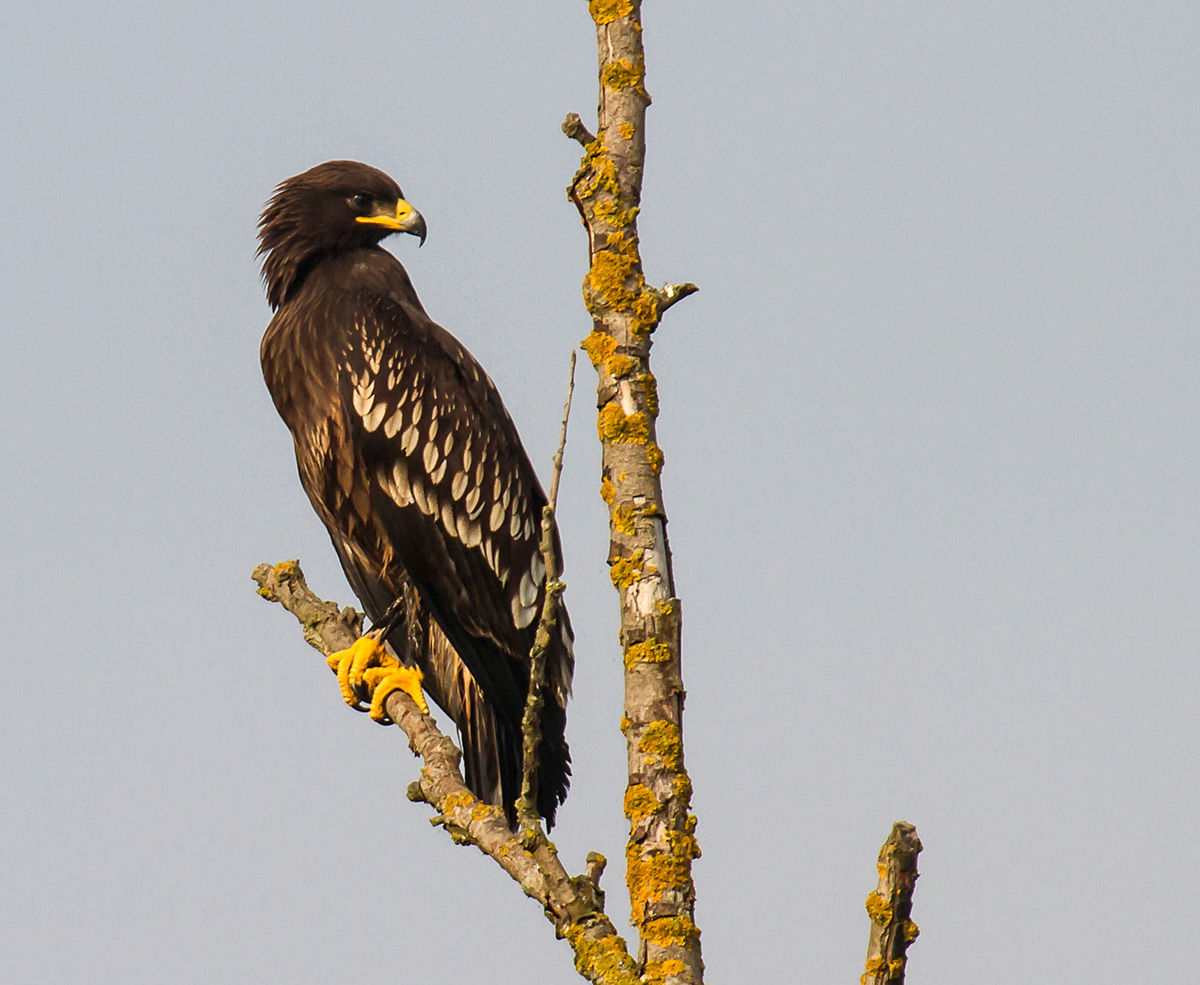 A Kis-Sárrétre is visszatért a fekete sas