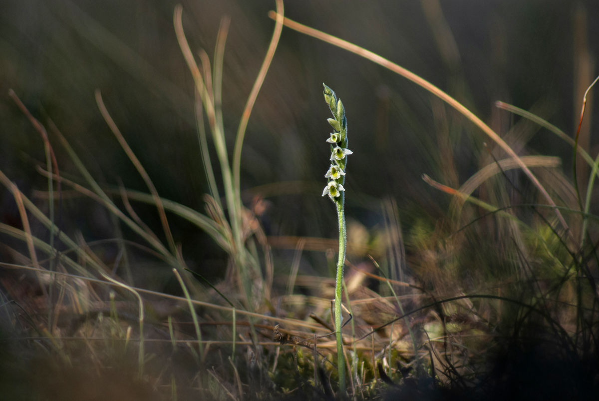 Növénytani ritkaságot találtak Baján