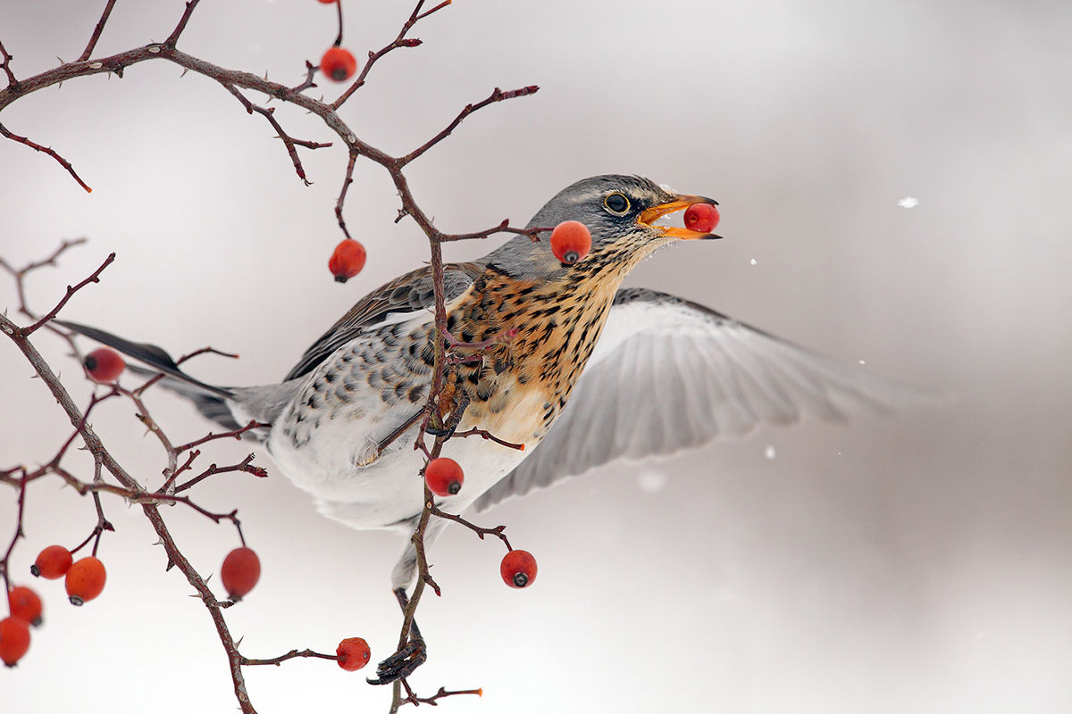 Hangos vendégek – Megérkeztek a fenyőrigók a Maros-ártérre