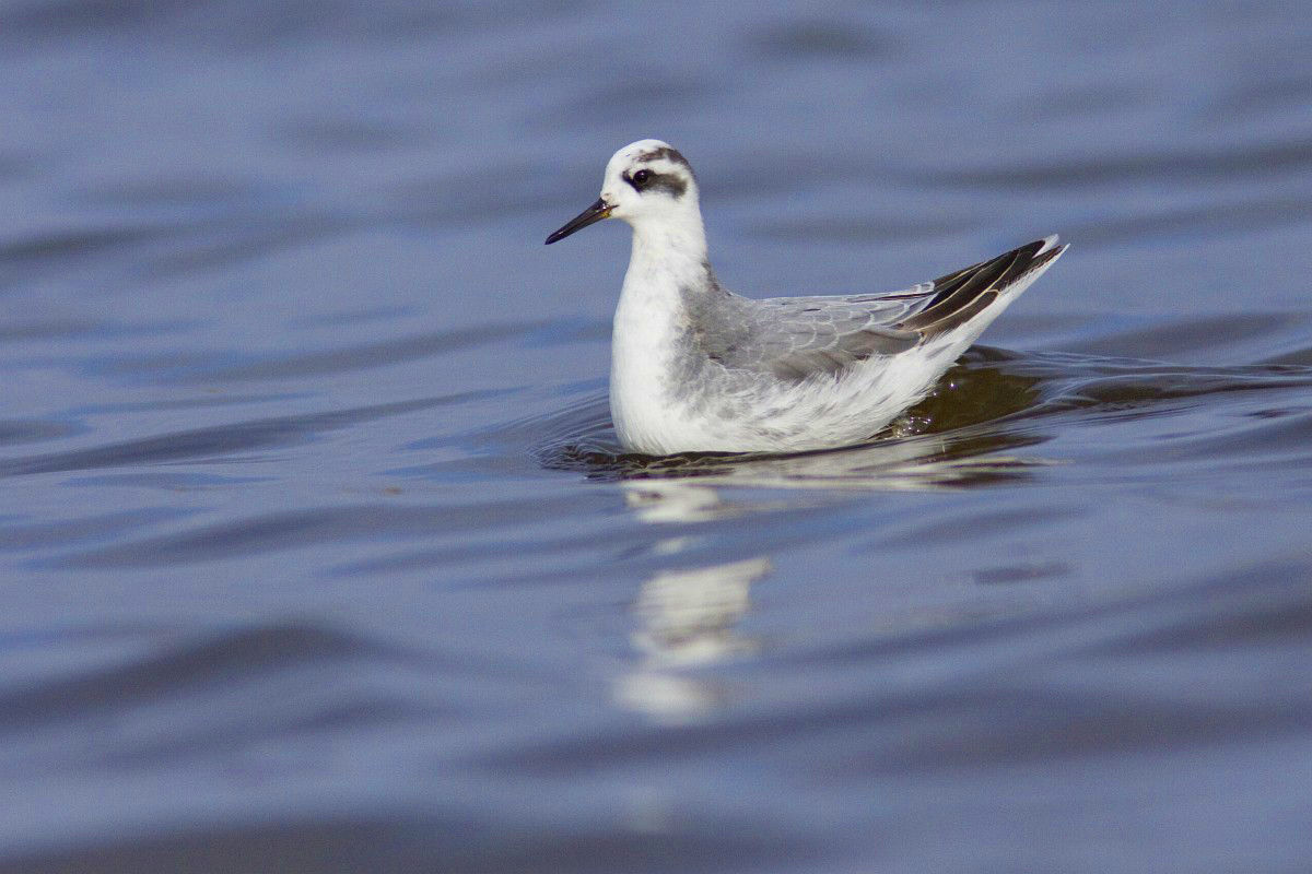 Északi tengerekhez kötődő madárfaj került szem elé Fonyódligeten