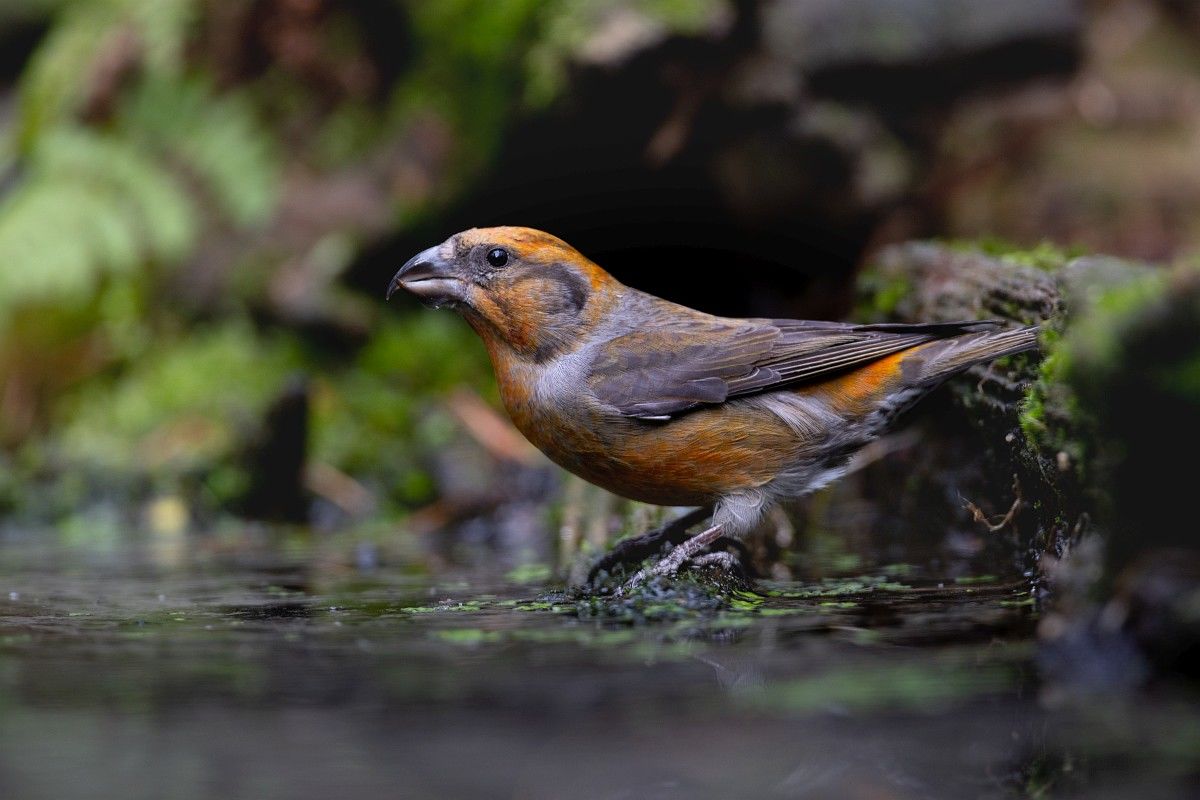 Érdekességek a keresztcsőrűről egy percben