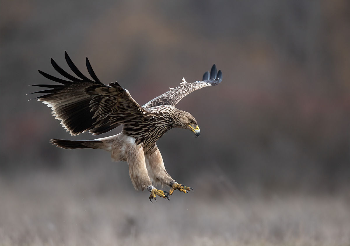 Új fészkelő madárfaj a Duna-Dráva Nemzeti Park területén
