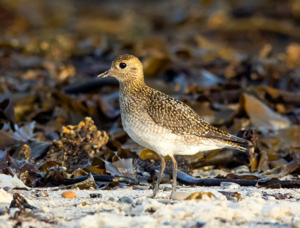 A szokásosnál jóval később bukkantak fel az aranylilék Kardoskúton