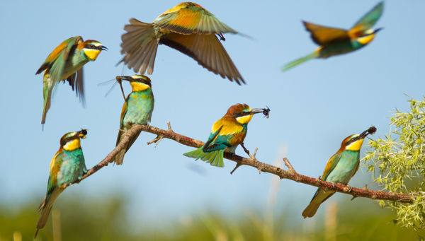 Vonuló gyurgyalagok népes csapatai vadásznak a Maros-ártér felett