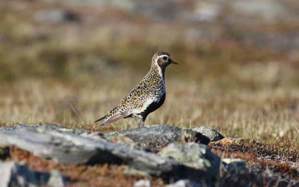 Az aranylilék és a bíbicek első csapatai már megjelentek a Kardoskúti-pusztán