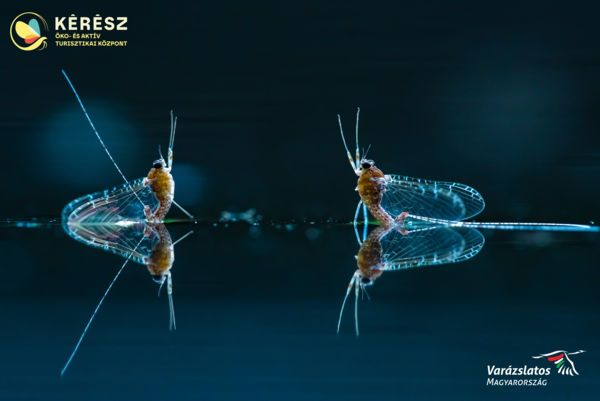 Vizeink virágai - A kérészek rajzása Magyarországon