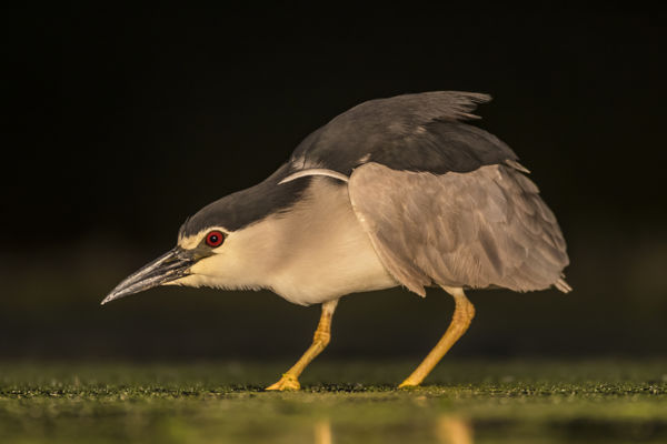 Különös látvány: bakcsók vadásznak a száraz gyepeken