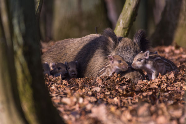 Családi pillanatok - National Geographic