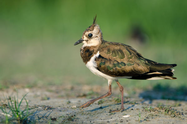 Bíbiccsapatok gyülekeznek a Kardoskúti-pusztán