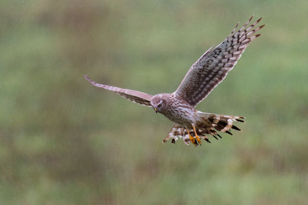Megérkeztek az első kékes rétihéják a Dévaványai-Ecsegi pusztákra