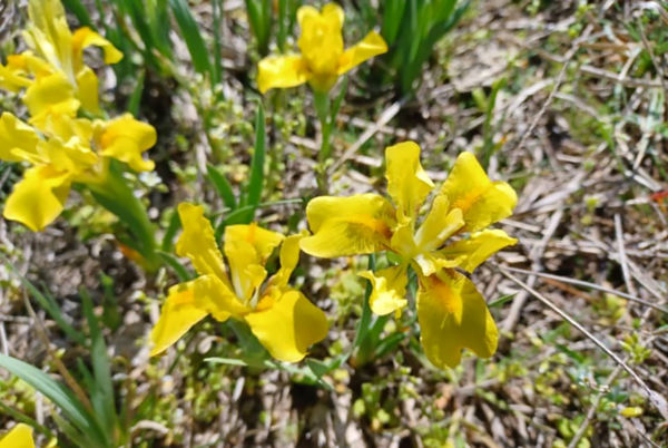 A homoki nőszirom – a homokpuszták ritka ékszere